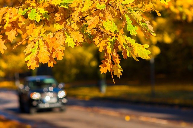Car driving down road with Auumun leaves